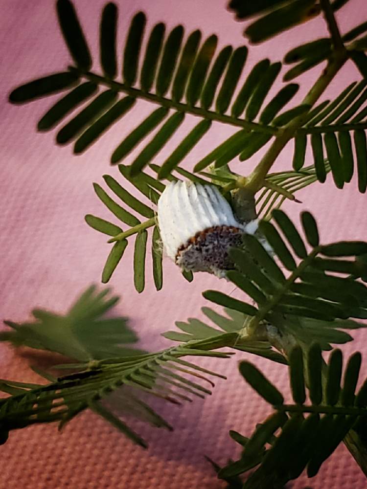 ミモザ ギンヨウアカシア の投稿画像 By X Treme多肉植物さん 庭木と繁殖注意 とイセリアカイガラとミモザの害虫 21月1月22日 Greensnap グリーンスナップ