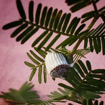 イセリアカイガラの画像 by X-TREME多肉植物さん | 小さな庭とミモザ（ギンヨウアカシア）と庭木と繁殖注意！とイセリアカイガラとミモザの害虫