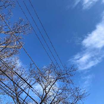 冬の桜の木の投稿画像一覧 Greensnap グリーンスナップ