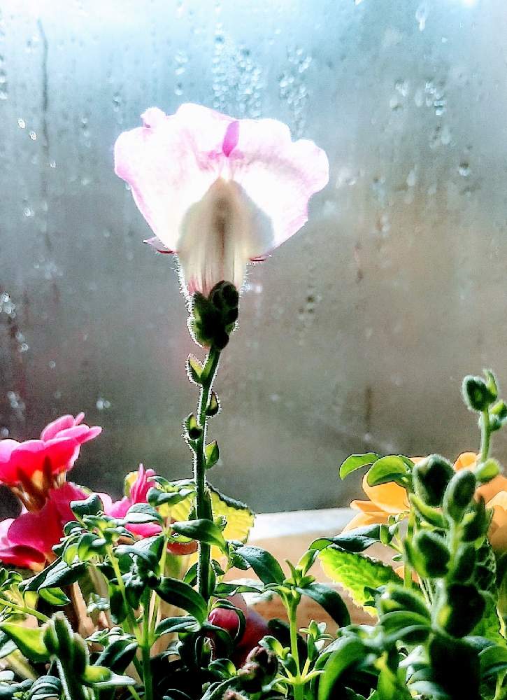 キンギョソウの花の投稿画像 By ラディッシュさん ピンクの花と室内栽培と花の終わりにとビングの花と鉢植え 21月1月22日 Greensnap グリーンスナップ