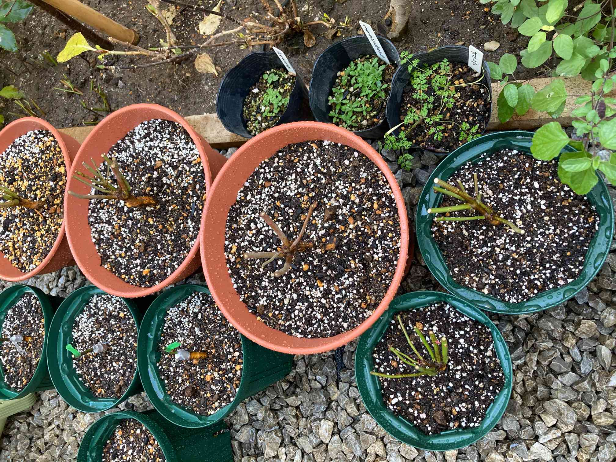 レアバラ　大株　接木 グレヴィレアでなぜ接木繁殖というのを強調しているのか、、、。 | 両