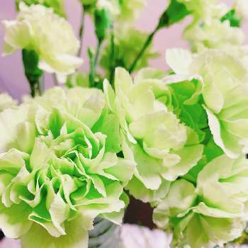 シリカゲル ドライフラワーの投稿画像一覧 Greensnap グリーンスナップ