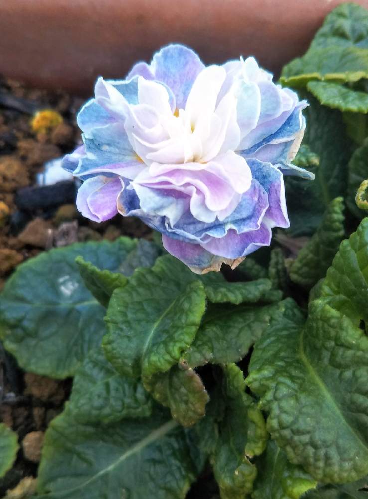 長く咲く花の投稿画像 By Norikoさん 青い冬の花21と小花会ともう何年もとチームブルーno 071とおうち園芸と美しく青きドヨウと好きな花 と青い花マニアとチーム ブルーと小さな庭と長く咲く花と青い冬の花21と小花会ともう何年もとチームブルーno 071とおうち園芸