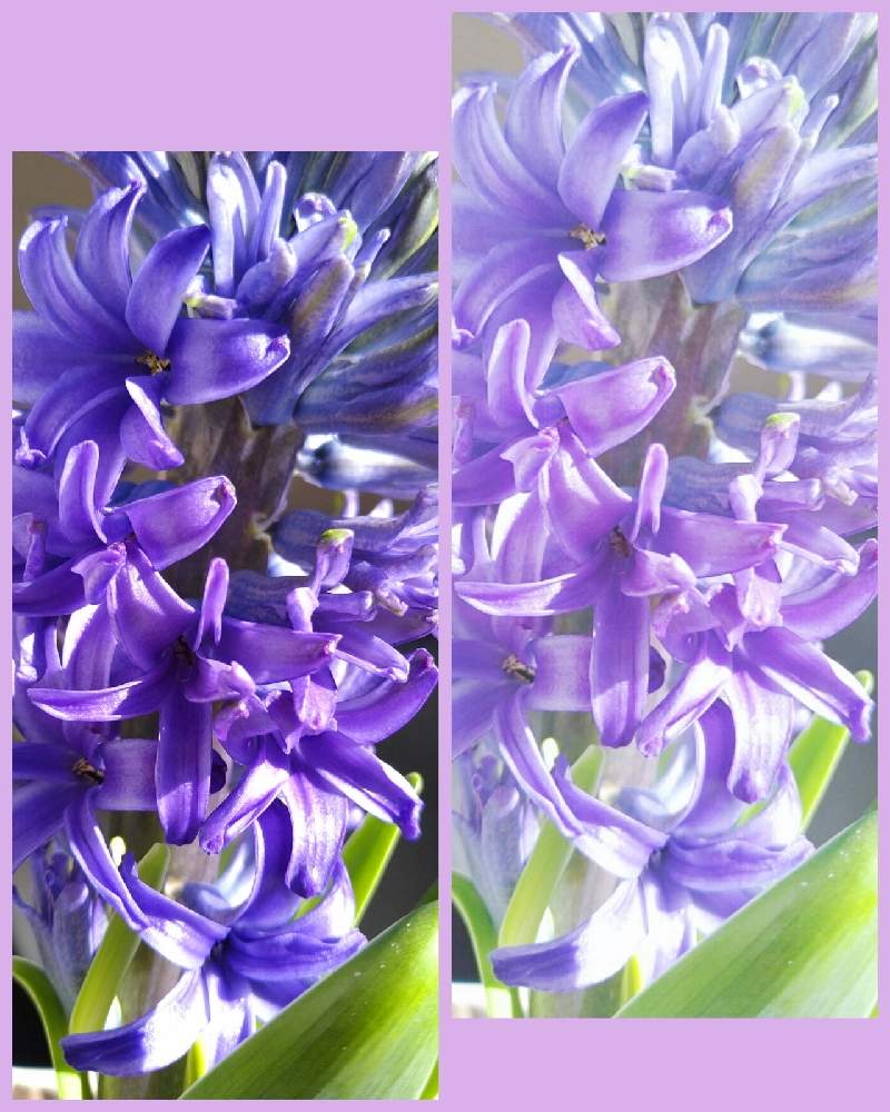 ヒヤシンスの投稿画像 By ゆこ さん 青い冬の花21と花との一期一会とよい 1日をとチーム ブルーno 0と美しく青きドヨウと綺麗な色 と花のある暮らしと青い花マニアとチーム ブルー 21月1月23日 Greensnap グリーンスナップ