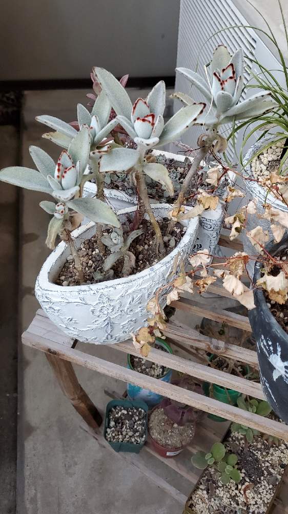 ツキトジの投稿画像 By みそしるさん 月兎耳 つきとじ とかわいい子 と多肉植物とみどりのある暮らしと多肉大好きと明るい日陰と西日と寄せ鉢と植物を愛でると多肉植物 多肉の有るくらし 21月1月23日 Greensnap グリーンスナップ