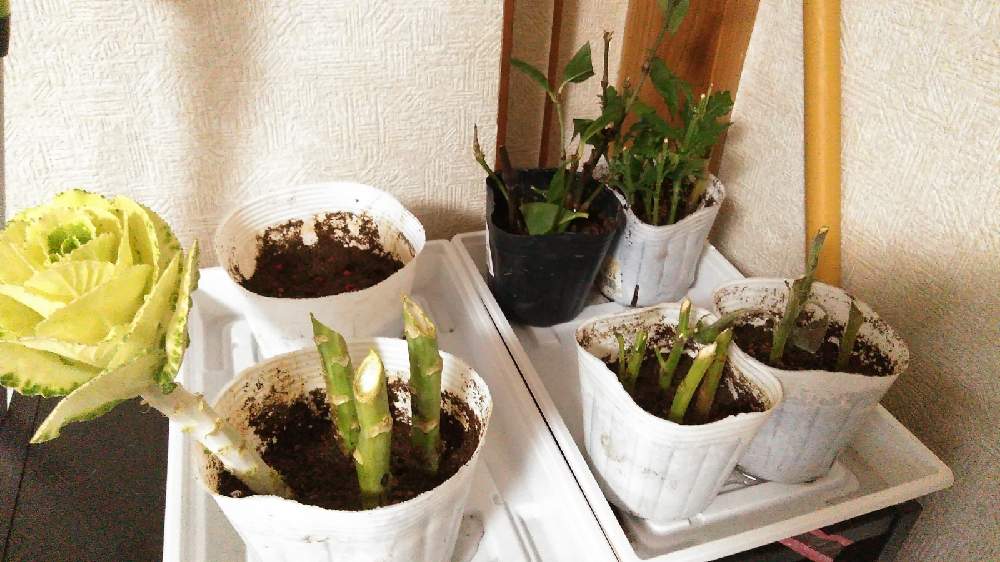 葉牡丹の投稿画像 By こじるんさん 千両と千両の実ときくときくと挿し木と花のある暮らし 21月1月23日 Greensnap グリーンスナップ