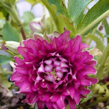 クリスマスローズクレオパトラの投稿画像一覧 Greensnap グリーンスナップ