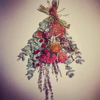 メラレウカ レッドジェムの投稿画像一覧 Greensnap グリーンスナップ