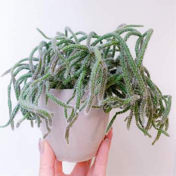 リプサリス ホリダの投稿画像一覧 Greensnap グリーンスナップ