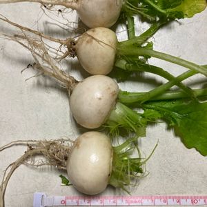 小かぶ,種から,プランター植え,冬野菜,種まきからの画像