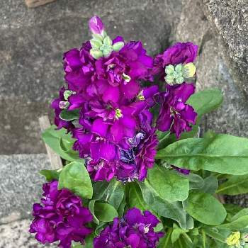 八重咲きが可愛いの画像 by manabeさん | ストックと八重咲きストックとアブラナ科アラセイトウ属と紫色の花と多年草と花のある暮らしと八重咲きが可愛いとアブラナ科