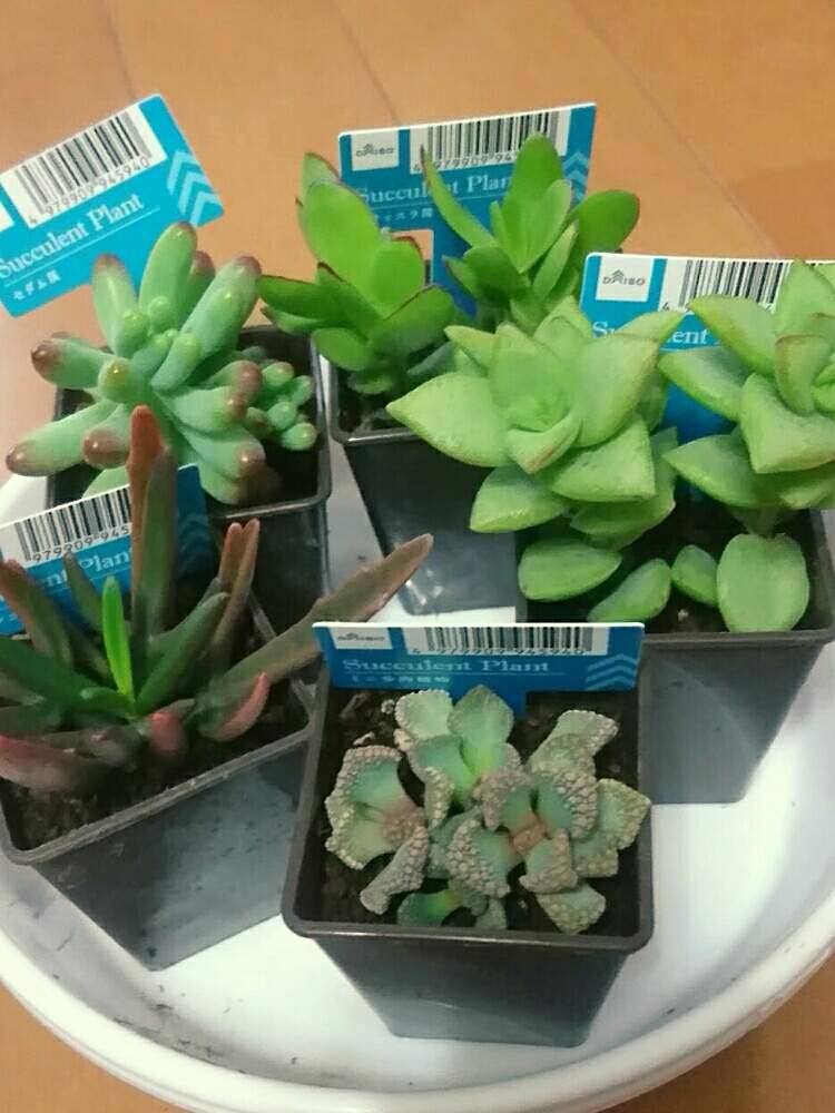 カランコエの投稿画像 By エンリさん セダムとダイソー購入とクラッスラ 属とクラッスラ 属と鹿の角と天狗の舞と恋心とチタノプシス 天女と星の王子と 多肉植物いろいろ 21月1月23日 Greensnap グリーンスナップ Greensnap グリーンスナップ