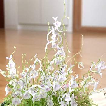 ウトリクラリア サンダーソニーの投稿画像一覧 Greensnap グリーンスナップ