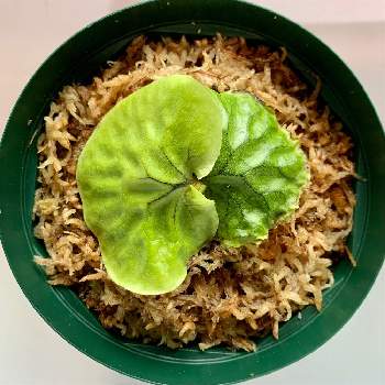 クリプトモスの投稿画像一覧 Greensnap グリーンスナップ