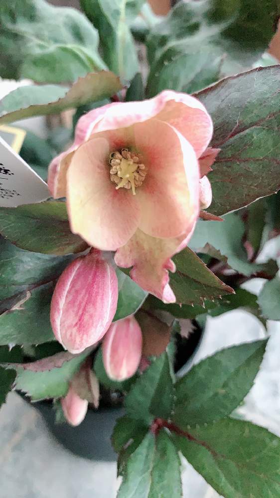 クリスマスローズの投稿画像 By ヨウコさん クリスマスローズ ピンクフロスト 21月1月23日 Greensnap グリーンスナップ