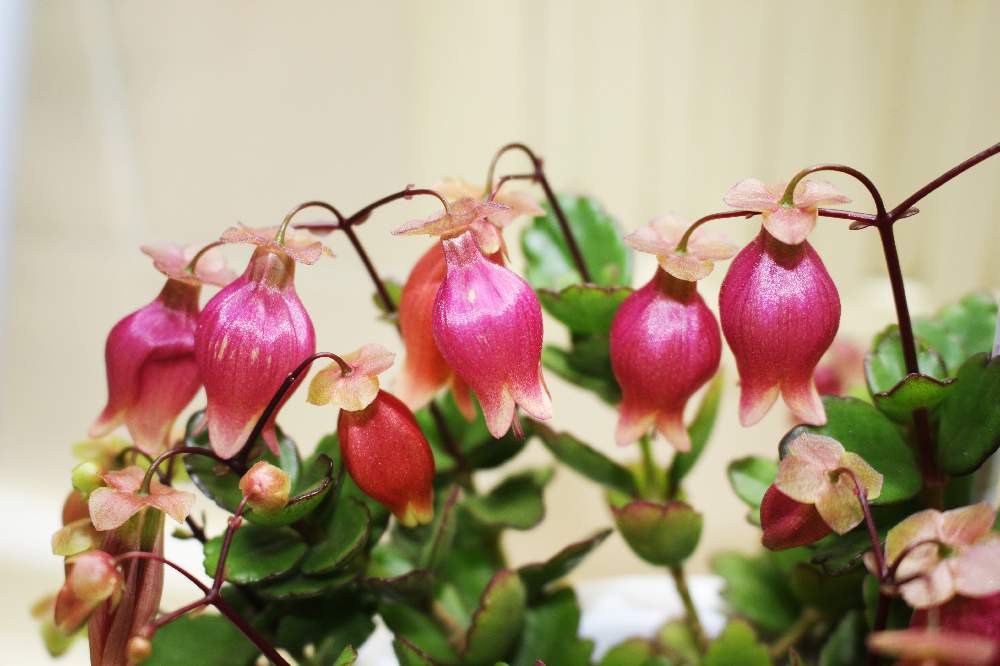 カランコエ エンゼルランプの投稿画像 By Pipiさん ピンクのお花とちいさな花とカランコエ エンゼルランプとおうち園芸 21月1月23日 Greensnap グリーンスナップ