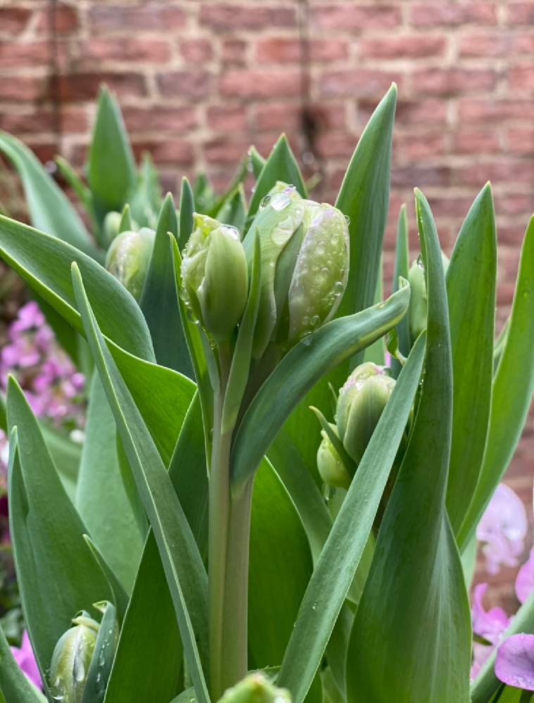 アーリースマイルアンジェリケが咲くまでの記録 19 21 Greensnap グリーンスナップ アーリースマイルアンジェリケが咲くまでの記録 19 21 Greensnap グリーンスナップ