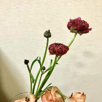 ラナンキュラス モロッコ シャウエンの投稿画像一覧 Greensnap グリーンスナップ