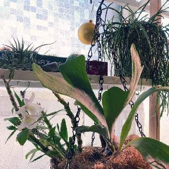 コウモリラン ネザランズの投稿画像一覧 Greensnap グリーンスナップ