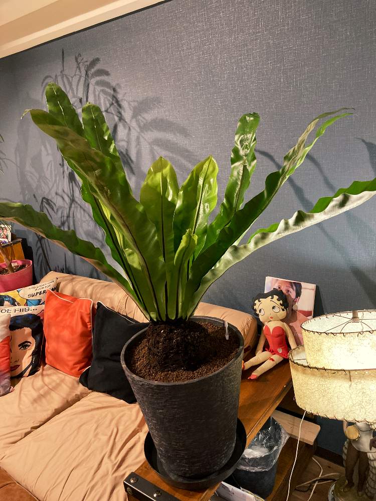 オオタニワタリの投稿画像 By かね7さん 21月1月23日 Greensnap グリーンスナップ