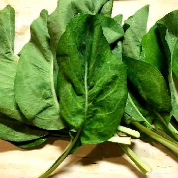 沖縄野菜の投稿画像一覧 Greensnap グリーンスナップ