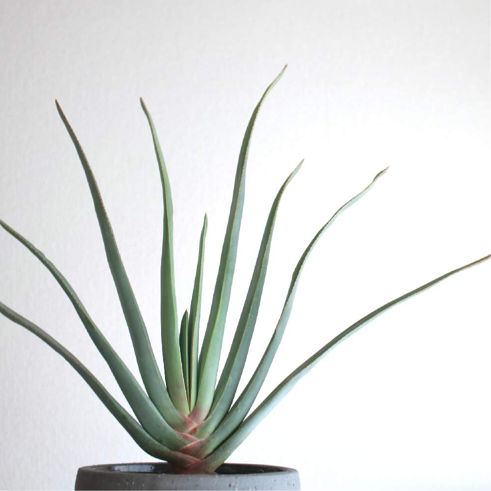 アロエ プリカティリスの投稿画像 By りゅうさん 多肉植物とアロエ属 21月1月23日 Greensnap グリーンスナップ