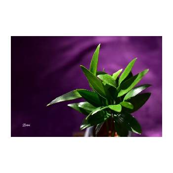 Botanii's houseplants*の画像 by Botanii*さん | 部屋とナギとなぎ(梛)と植物のある暮らしとボタニカルライフと縁起物の木とナギ*と私の癒しとBotanii's houseplants*と緑のある暮らし