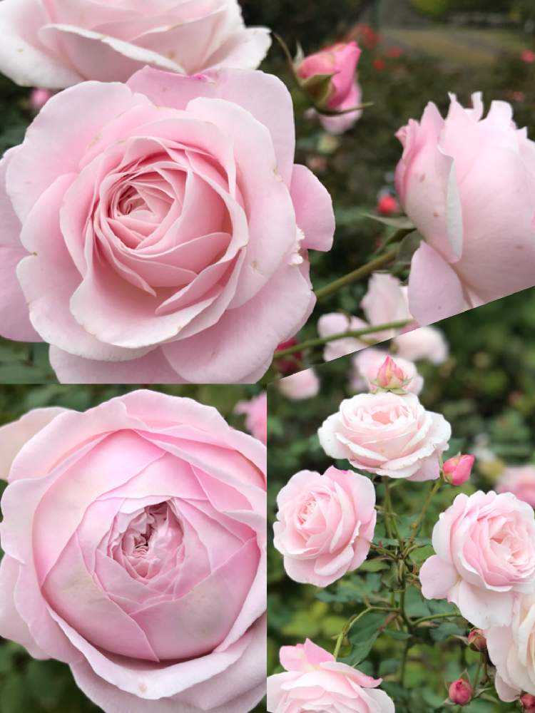 autumn 京成バラ園 Greensnap グリーンスナップ