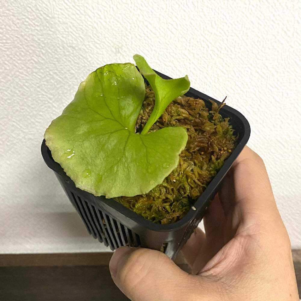P. ridleyi 胞子培養 成長記録 2023.8.5 🔚🔚🔚|🍀GreenSnap P. ridleyi 胞子培養 成長記録 2023.8.5 🔚🔚🔚|🍀GreenSnap
