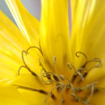 陽の光りを浴びての画像 by お伽草詩さん | 山吹色の花とマクロレンズ（100均）と幸せいろと陽の光りを浴びてと陽当たりの良い場所と雑草と暖かい所と開けた場所とマクロ撮影挑戦と蝶々の触覚の様と足元に咲く花と雄しべがクルリン