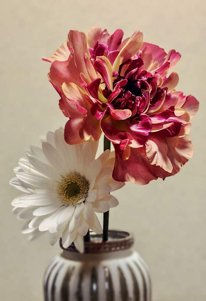 ガーベラの投稿画像 By Heartさん ラナンキュラスとラナンキュラス シャルロットと医療 介護の皆様に感謝と乗り切ろうコロナとコロナに負けるな と医療現場の人々に感謝と花のある暮らし 21月1月24日 Greensnap グリーンスナップ