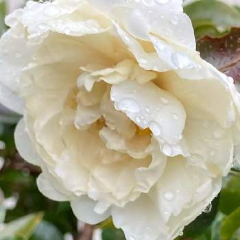 八重咲き山茶花の画像 by manabeさん | お出かけ先と八重咲き山茶花と八重咲サザンカと白い花と八重咲きと花のある暮らしとツバキ科