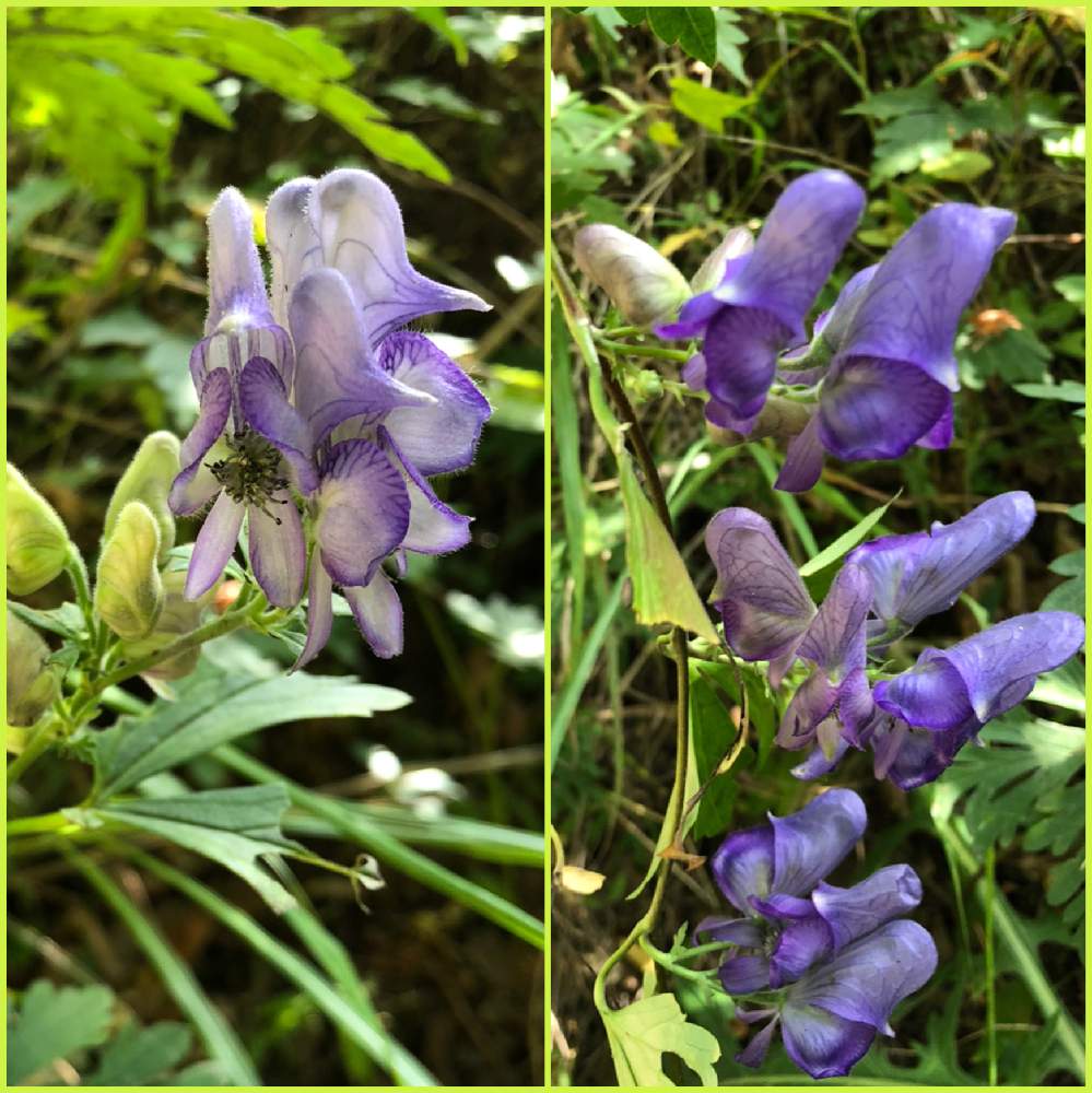 トリカブト 花言葉 怖い