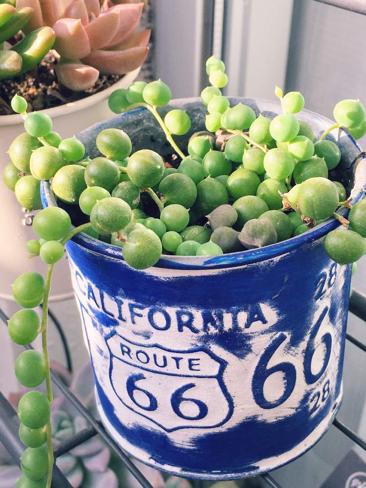 グリーンネックレスの投稿画像 By Shoさん 多肉植物と緑が好きとグリーンがある暮らしと多肉植物のある暮らしと丸いと多肉 グリーンネックレス 21月1月24日 Greensnap グリーンスナップ