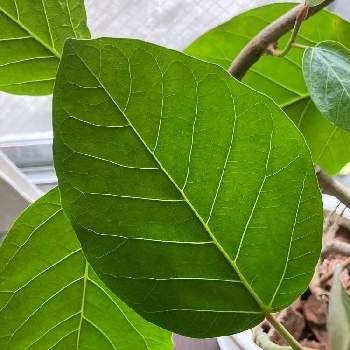 フィカス グランディスの投稿画像一覧 Greensnap グリーンスナップ