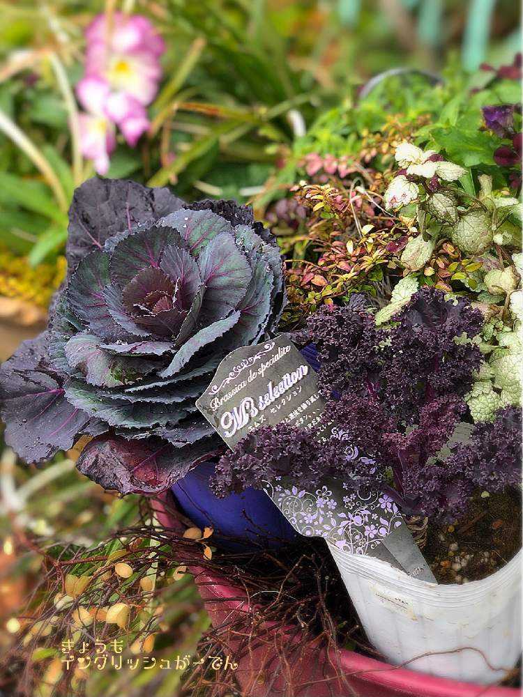 キンギョソウの投稿画像 By イングリッシュガーデンさん ワイヤープランツと葉牡丹とバロータと虹色スミレとカラークローバーティントワインとプレミアムハボタンエムズセレクションとかわいい とgs映えと今日のうれしかったこととおうち園芸とありがとうと言ってくれと