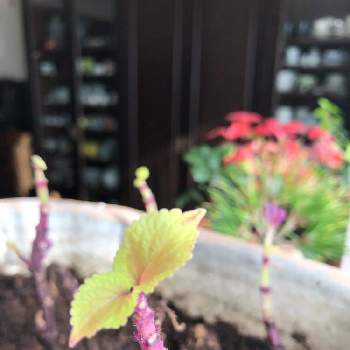 コリウス レッドヘッドの投稿画像一覧 Greensnap グリーンスナップ