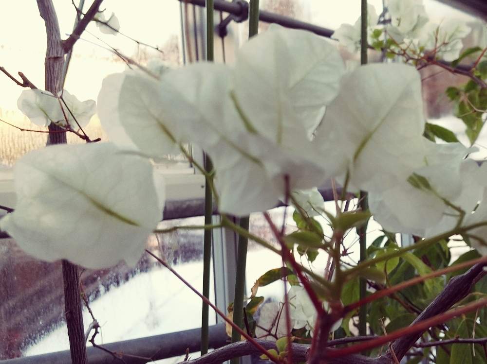 ブーゲンビリアの投稿画像 By コユキさん 植物と暮らすと冬の晴れ間と熱帯花木と厳しい冬と白い花 21月1月24日 Greensnap グリーンスナップ