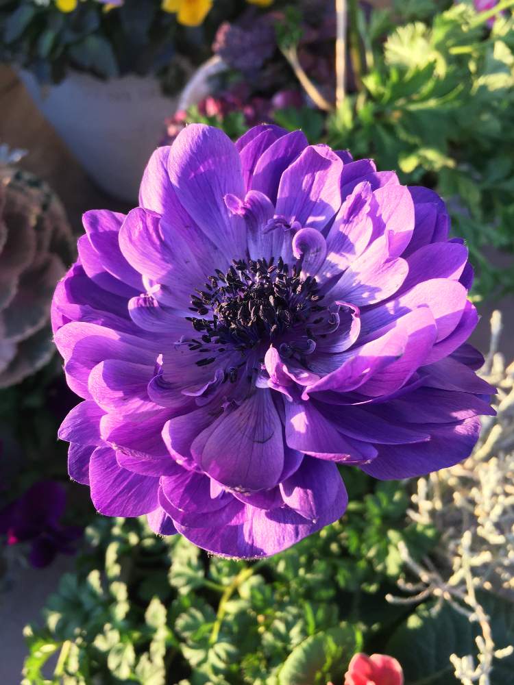 キラキラの投稿画像 By ゴールさん 八重咲きアネモネポルト ブルー とかわいい と寄せ植えと夕日とお庭と癒し 21月1月24日 Greensnap グリーンスナップ