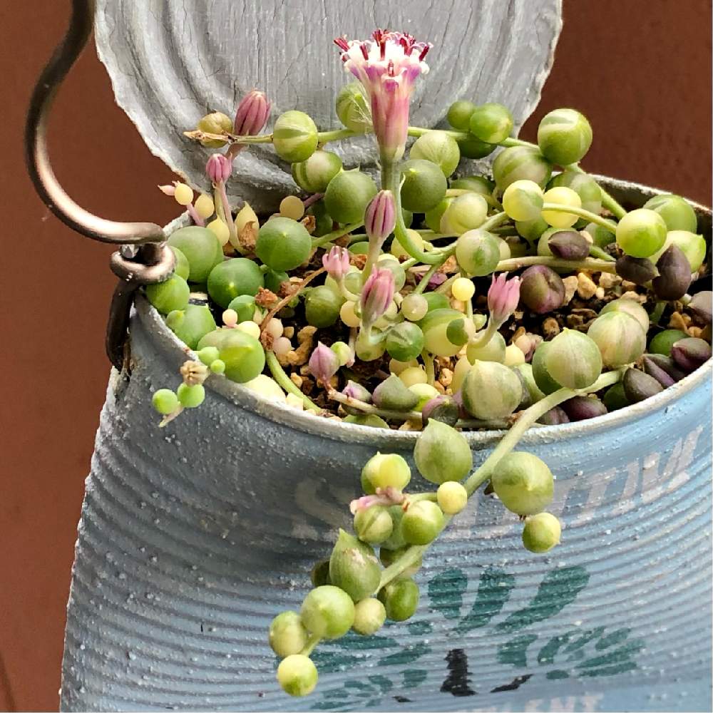 斑入りグリーンネックレス の投稿画像 By Hieeeさん Gs2年生とおうち園芸と大阪と錦の日と多肉2年生とふみにゃんのリメ缶バッグ 21月1月24日 Greensnap グリーンスナップ