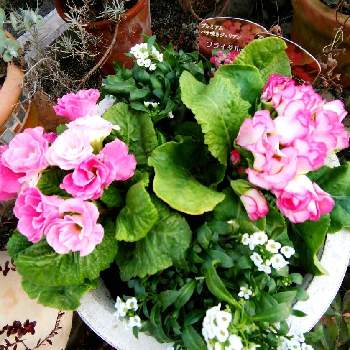 バラ咲きジュリアン・イチゴのミルフィーユの画像 by chocoさん | 小さな庭とバラ咲きジュリアン ブライダルベルとバラ咲きジュリアン・イチゴのミルフィーユと花のある暮らしとワンコと暮らす