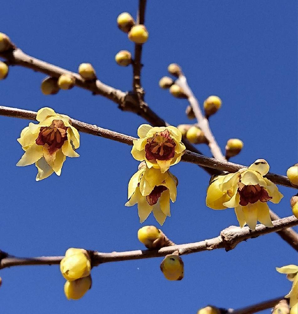 ロウバイの投稿画像 By 醜男さん 蠟梅とスマホ撮影と野草と山野草と花木と雑草と木の花 21月1月24日 Greensnap グリーンスナップ