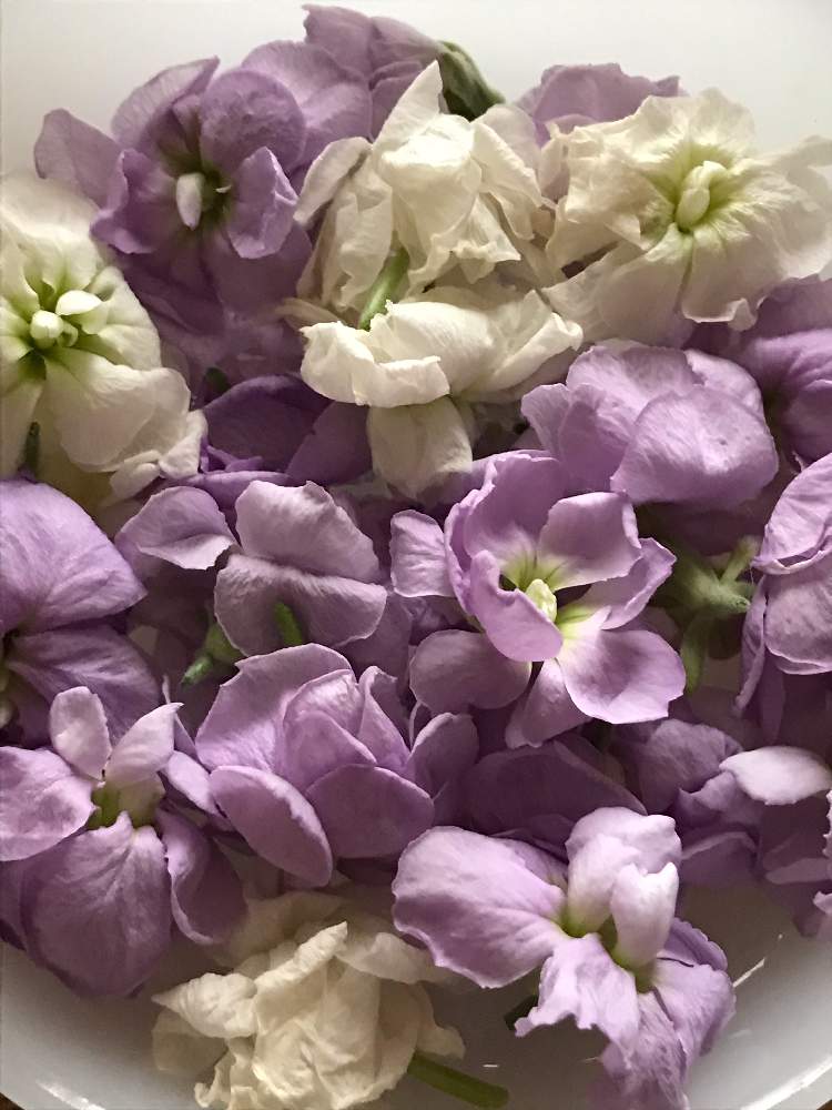 かわいいの投稿画像 By たにっくさん 水中花と白と薄紫 21月1月24日 Greensnap グリーンスナップ