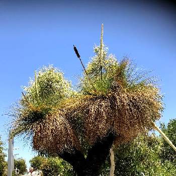 クサントロエア 通称 グラスツリー又はブラックボーイ の投稿画像一覧 Greensnap グリーンスナップ クサントロエア 通称 グラスツリー又はブラックボーイ の投稿画像一覧 Greensnap グリーンスナップ