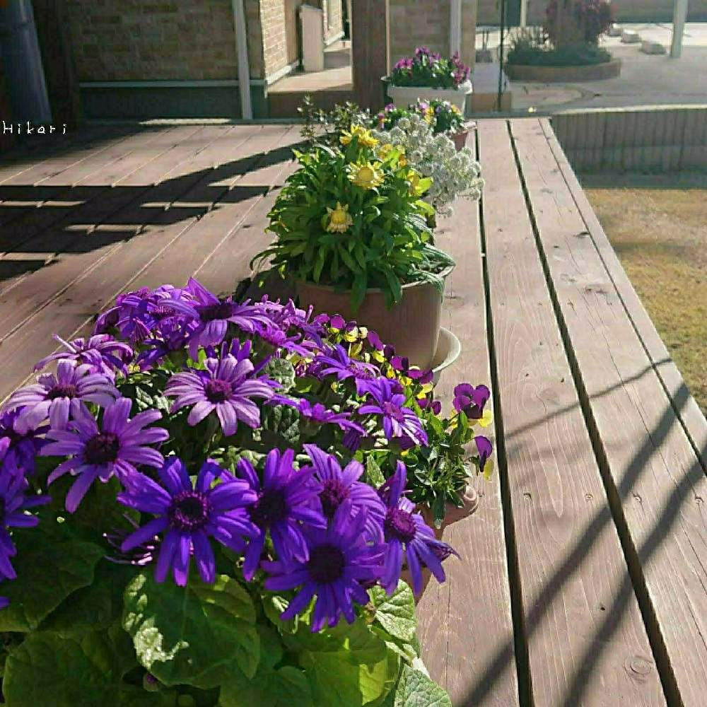 サンフラビトの投稿画像 By Hikariさん 庭の花とサンフラマニアとマイガーデンとサントリー フラワーズとおうち園芸と庭のある暮らしとサントリー コロロとセネッティと花のある暮らし 21月1月24日 Greensnap グリーンスナップ