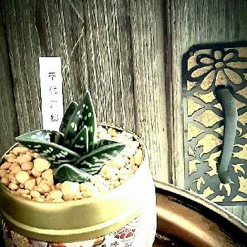 千代田錦,多肉植物,みどりのある暮らし,おうち園芸,アロエ属の画像