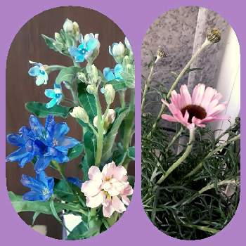 つぼみ の投稿画像一覧 Greensnap グリーンスナップ