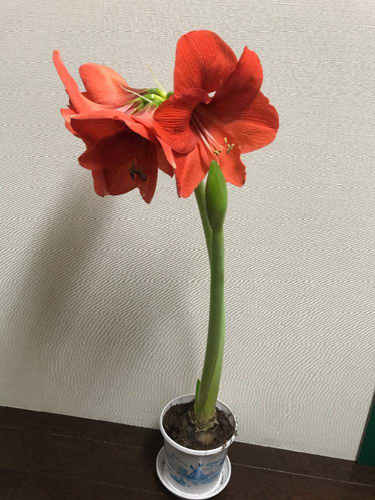 アマリリス球根の成長記録 Amaryllis Pot Flower｜🍀GreenSnap