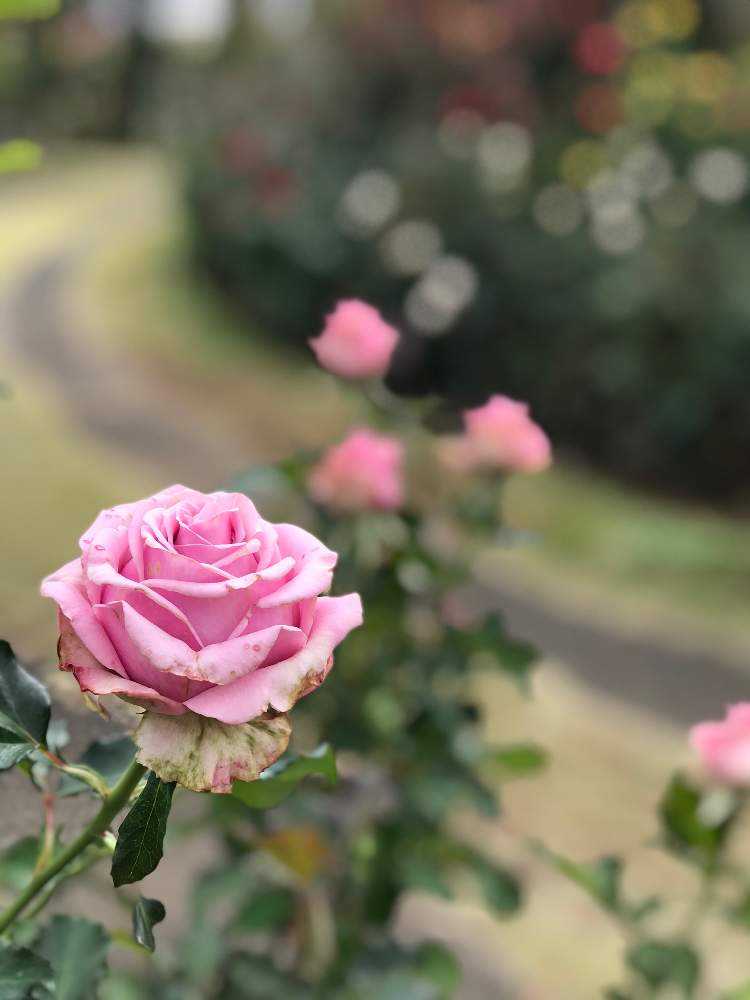 autumn 京成バラ園 Greensnap グリーンスナップ autumn 京成バラ園 Greensnap グリーンスナップ