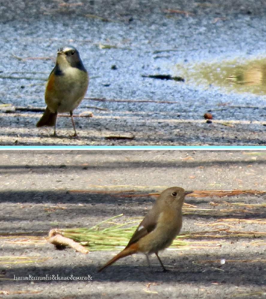 ジョウビタキ の投稿画像 By 花と虫と風と空とさん ルリビタキ と鳥のいる風景と風と空とと里山大好き協会と花と虫とと小鳥のいる景色 21月1月24日 Greensnap グリーンスナップ